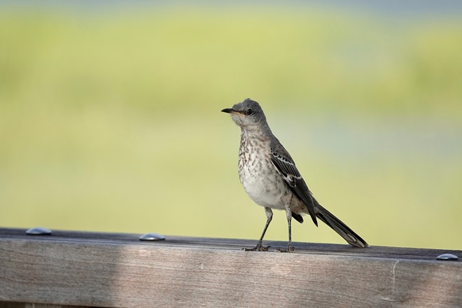 Northern Mockingbird - Photo via Shutterstock