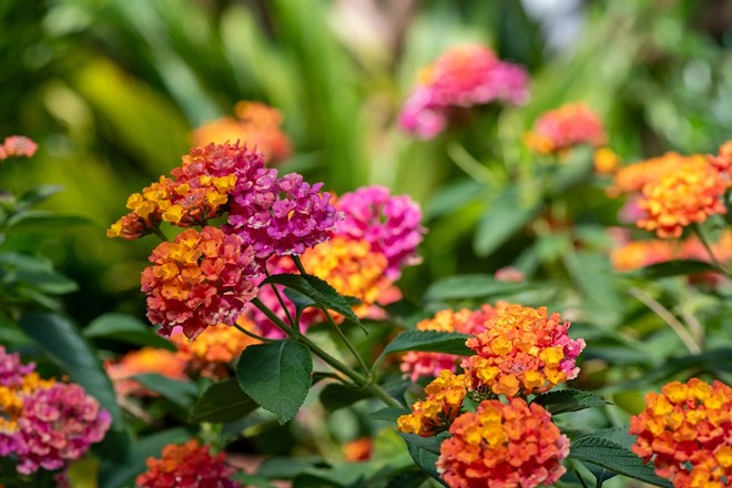 USF's summer plant sale takes over Tampa botanical garden this weekend