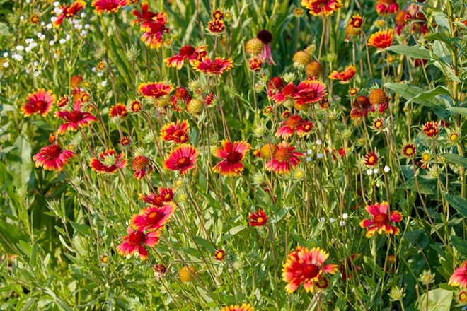 Gaillardia pulchella - Photo by Karel Bock Shutterstock