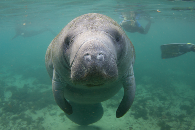 Judge sides with EPA in lawsuit over record Florida manatee deaths