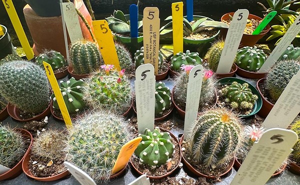 Cacti and succulents will star in the May 20 edition of USF Botanical Gardens' summer garden walk.