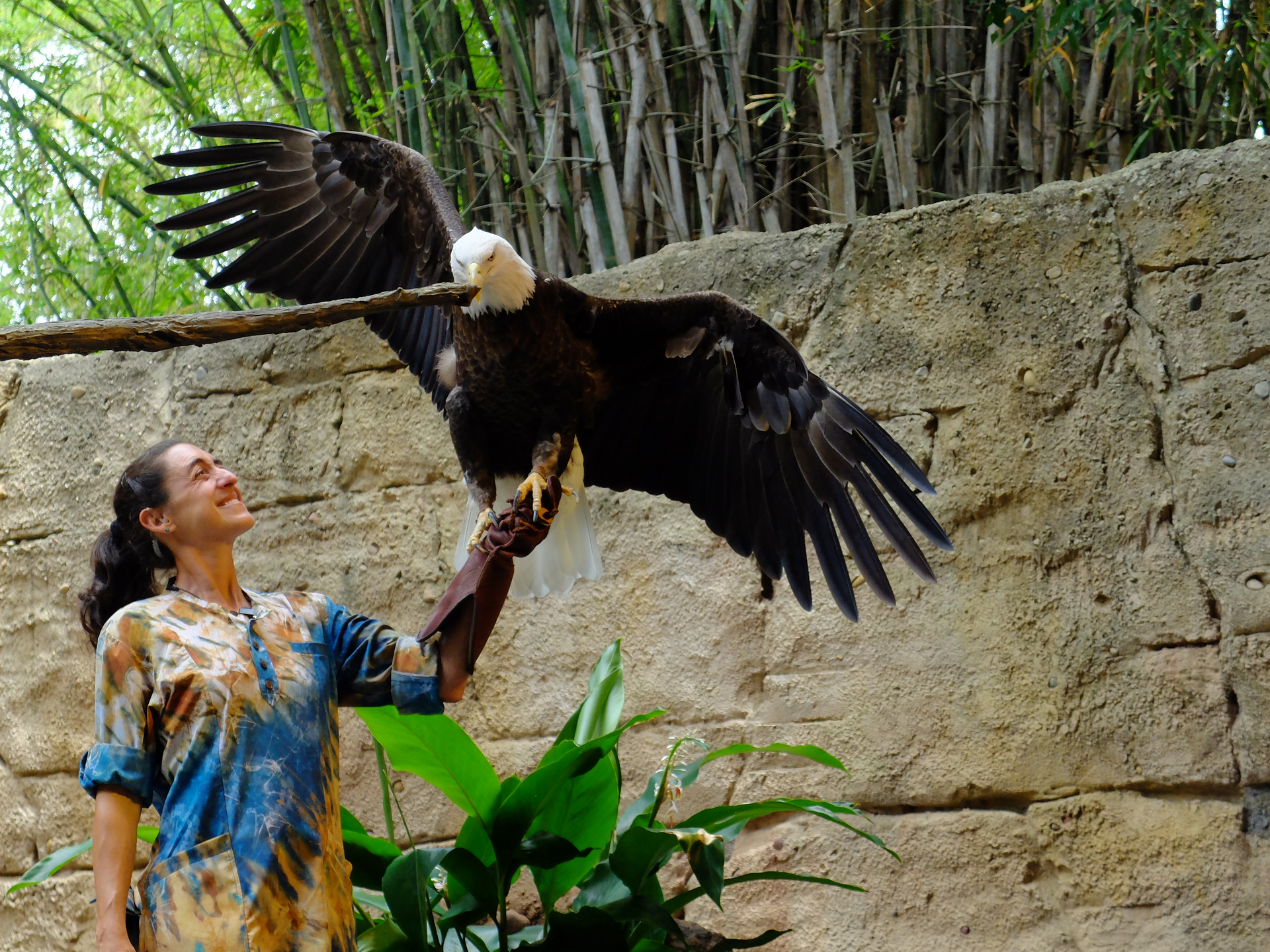 Road Trip: Bird is the word at Disney's Animal Kingdom | Creative Loafing  Tampa Bay