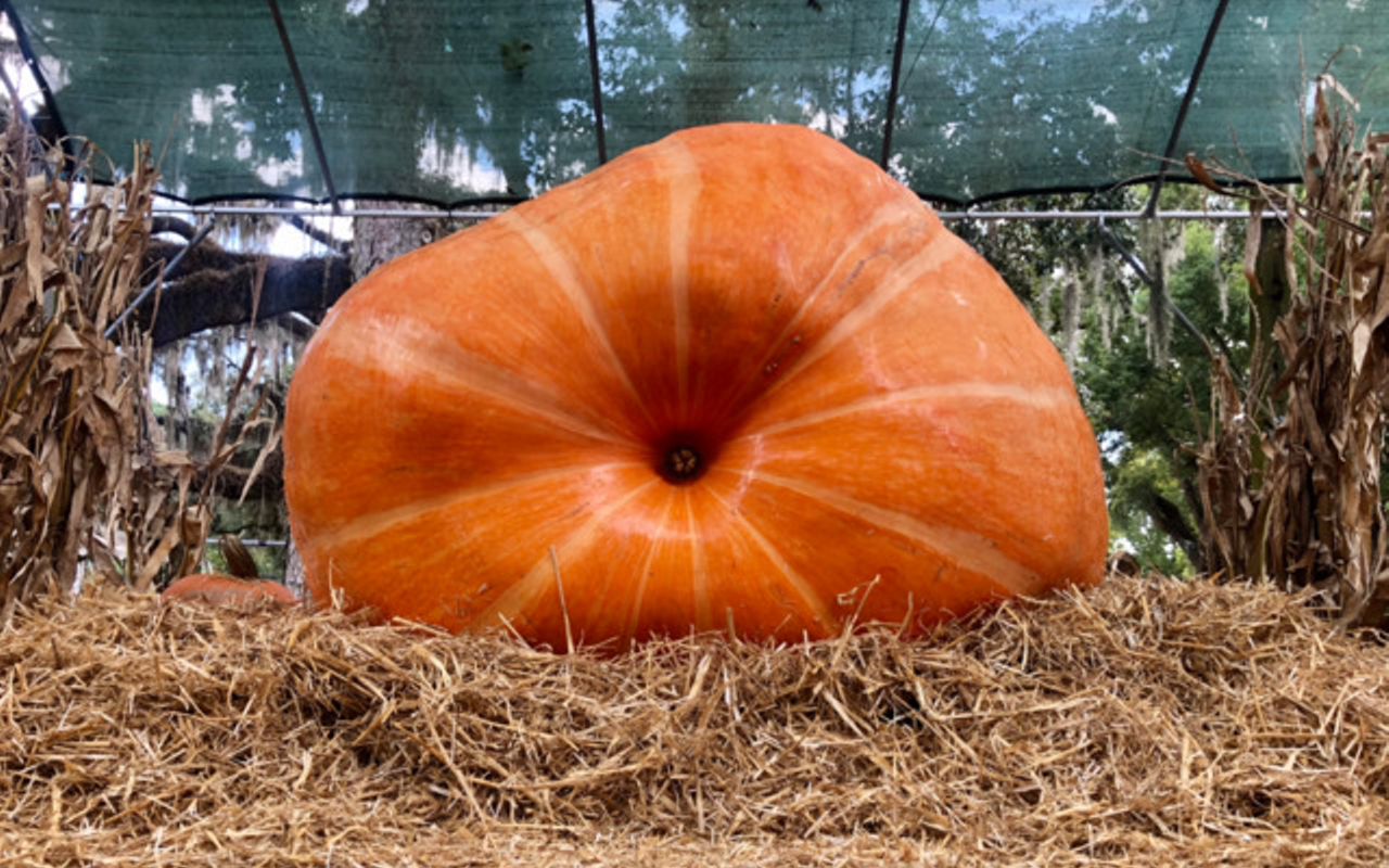 'Florida’s largest pumpkin' is in Tampa, and it weighs nearly 1,000 pounds