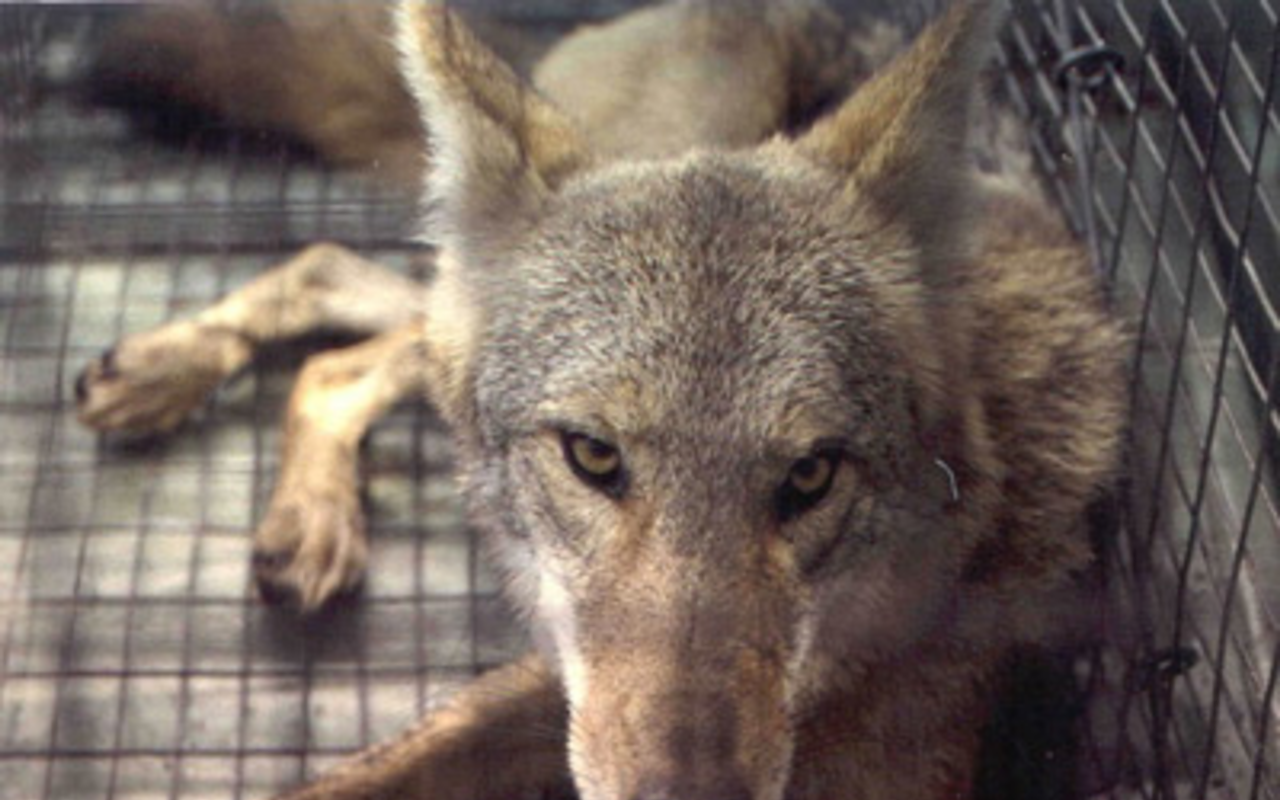 HERE TO STAY: Coyotes are not only wily, they're permanent Pinellas County residents.