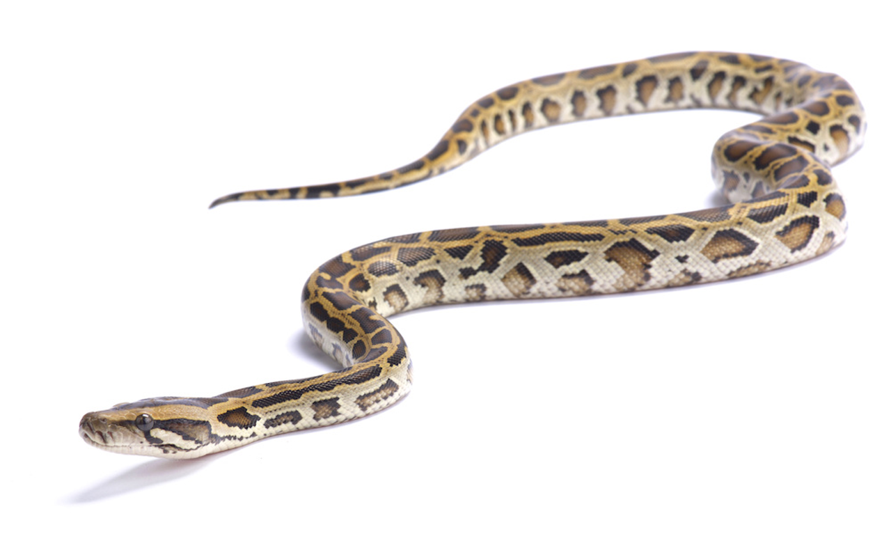 Florida will double efforts to eliminate invasive pythons
