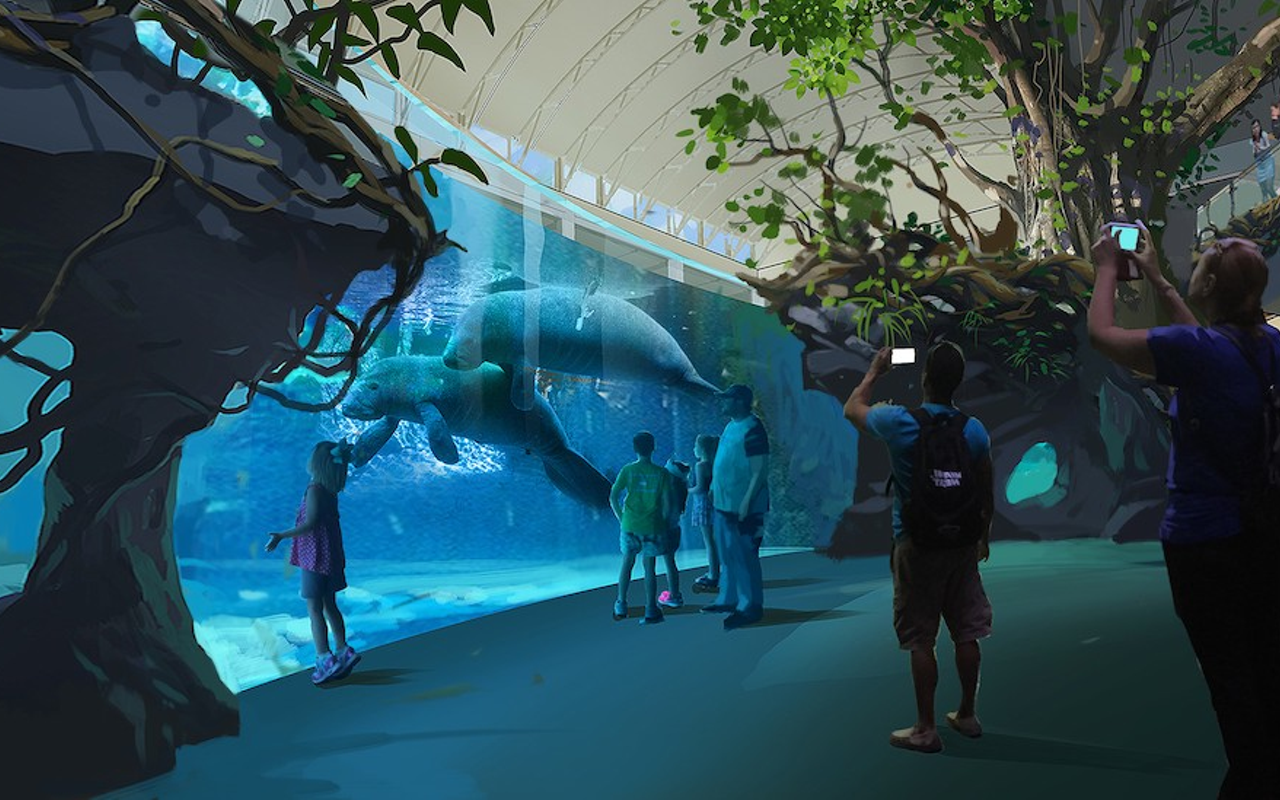 Clearwater Marine Aquarium's next big project is a large manatee rehabilitation habitat in the former dolphin exhibit.