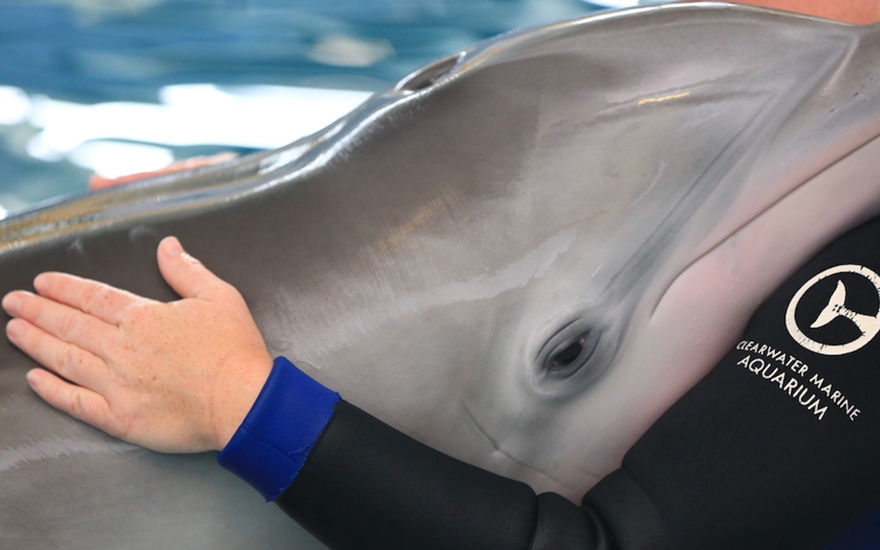 Celebration of life for ‘Dolphin Tale’ star Winter set for this weekend at Clearwater aquarium
