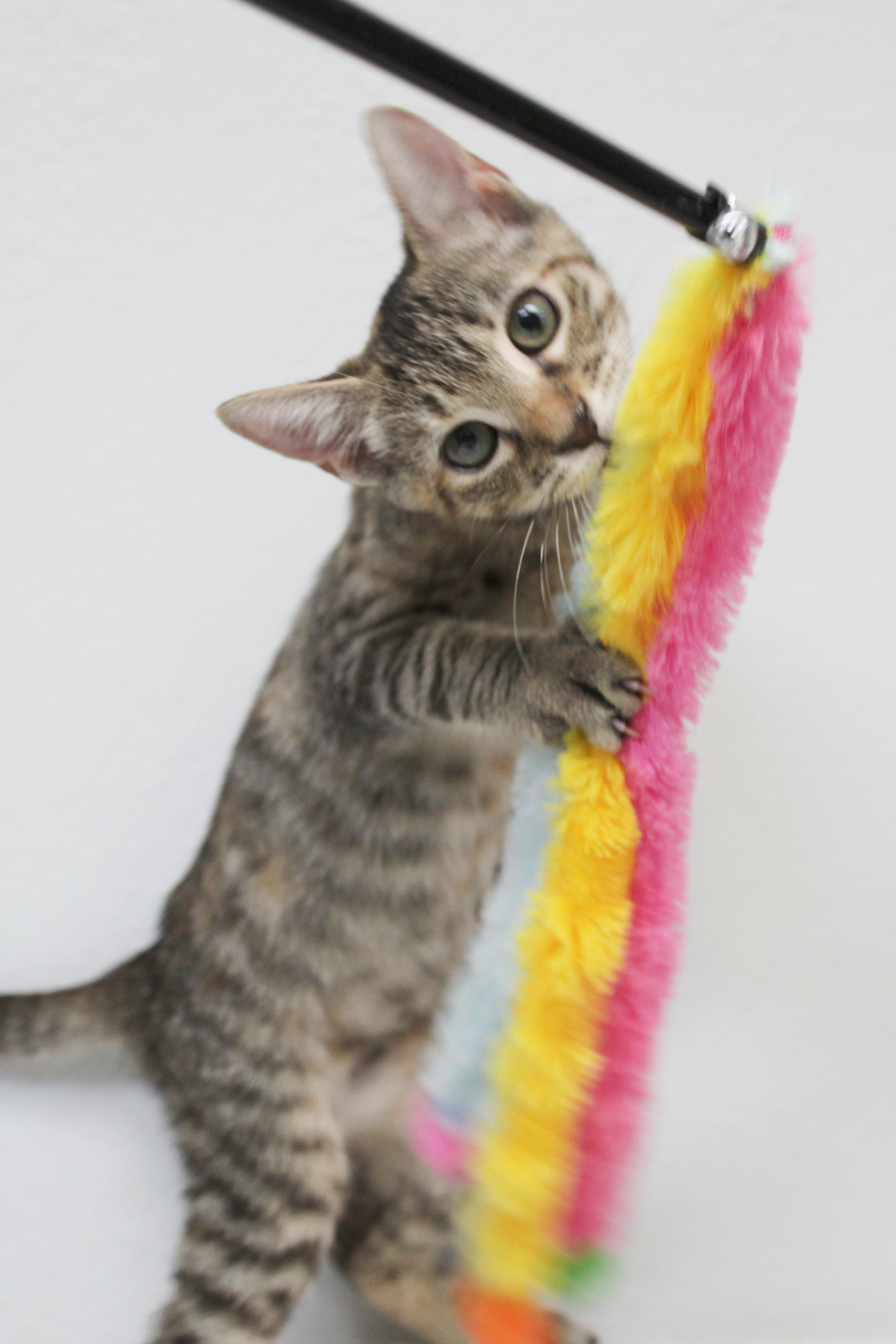 Meet Taylor Swift the kitten at St. Petersburg's Friends of Strays animal  shelter | Tampa | Creative Loafing Tampa Bay