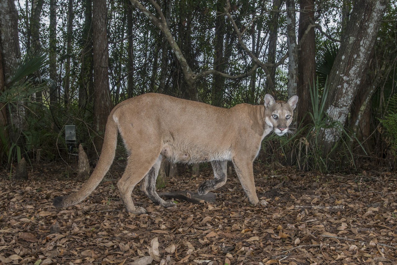 Triggering a camera trap on Babcock Ranch State Preserve, this panther, nicknamed "Babs," is the first female Florida panther documented north of the Caloosahatchee River since 1973. The ability to reestablish a breeding population farther north is vital to the recovery of the species.