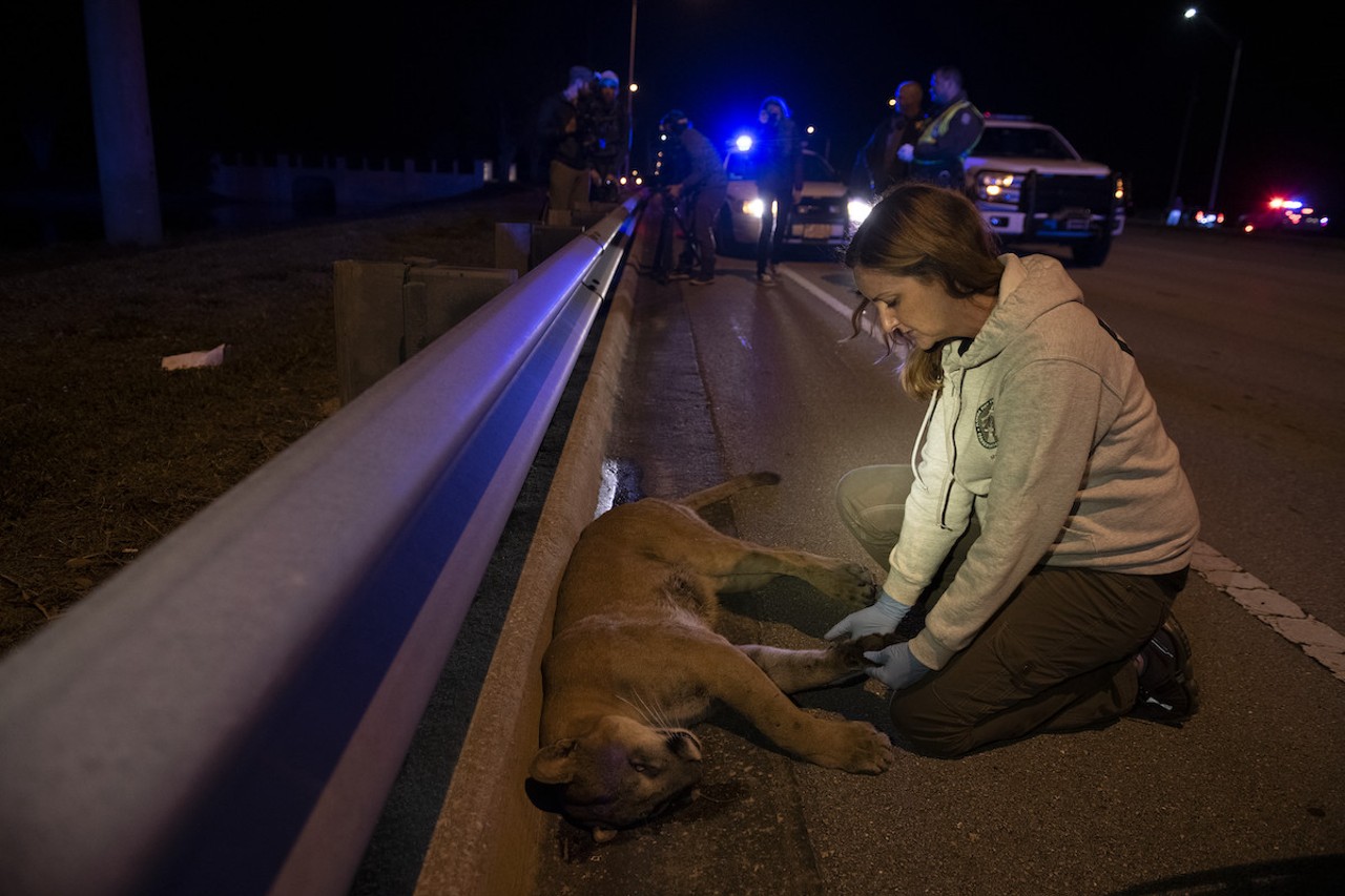 Florida Fish and Wildlife Conservation Commission (FWC) veterinarian Lara Cusack examines a young male panther killed by a vehicle on a busy six-lane road in the suburbs of eastern Naples, in an area where houses and shops have recently replaced forests. The panther was collected for a necropsy.