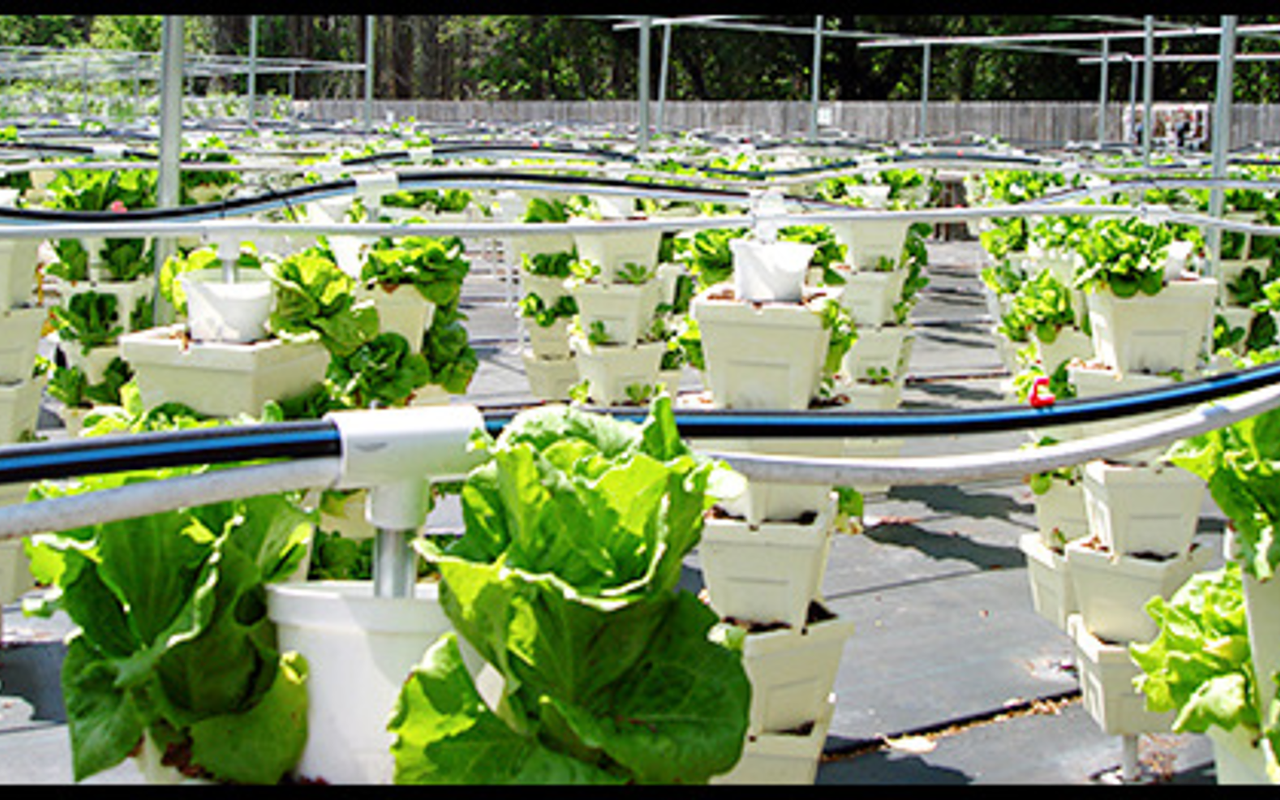 Urban Oasis Hydroponic Farm: amazing produce and lessons about sustainability