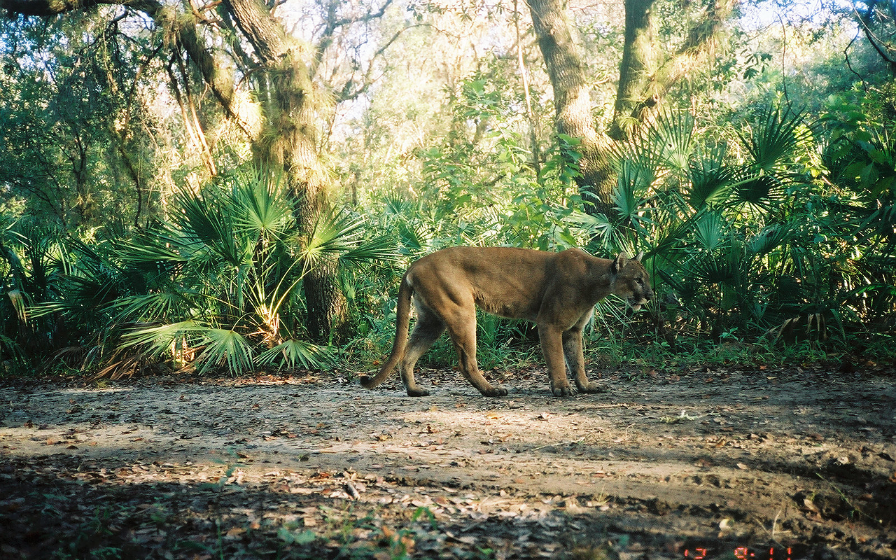 Wildlife authorities are now offering a $5,000 reward for info on whoever murdered a Florida panther