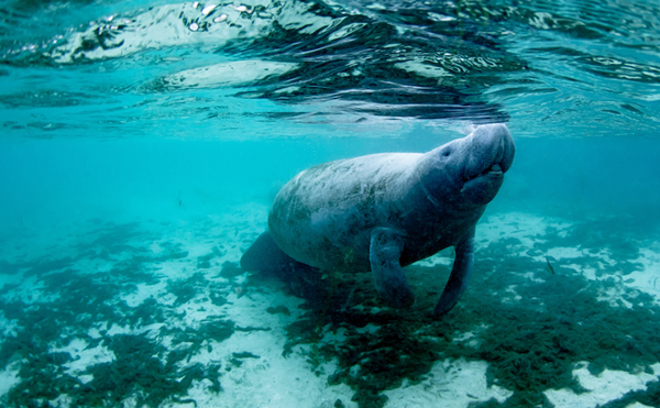 Wildlife advocates threaten lawsuit to get Florida manatees reclassified as an endangered species