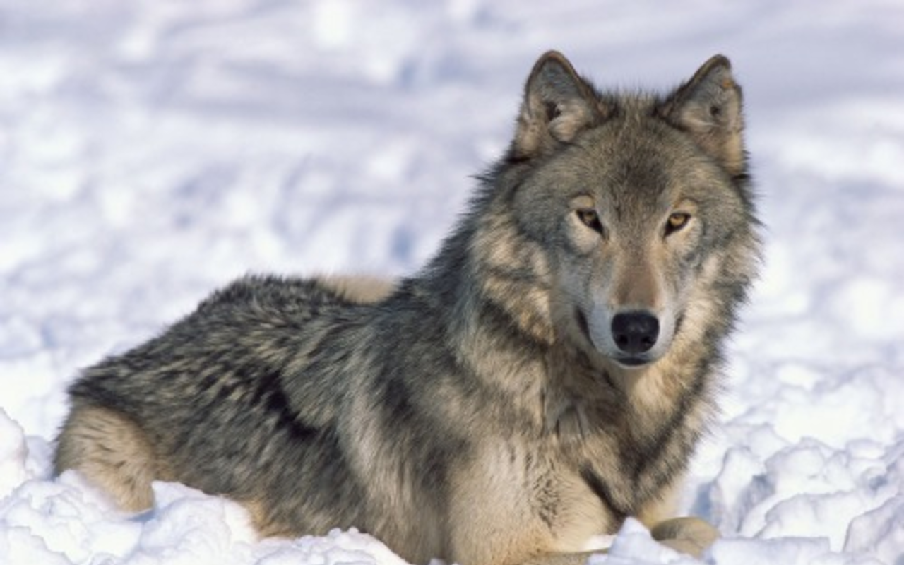 Today upwards of 1,600 gray wolves roam the Northern Rocky Mountains, following the re-introduction of 66 animals in 1995 after their forebears were wiped out by hunters and ranchers. Environmental groups recently won a suit to keep Endangered Species Act protections for the wolves in place.