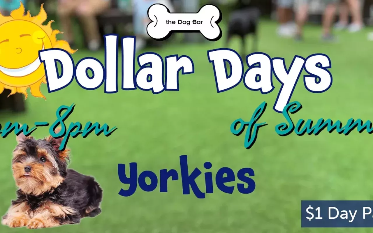 Image: YORKIE $ DAYS OF SUMMER
