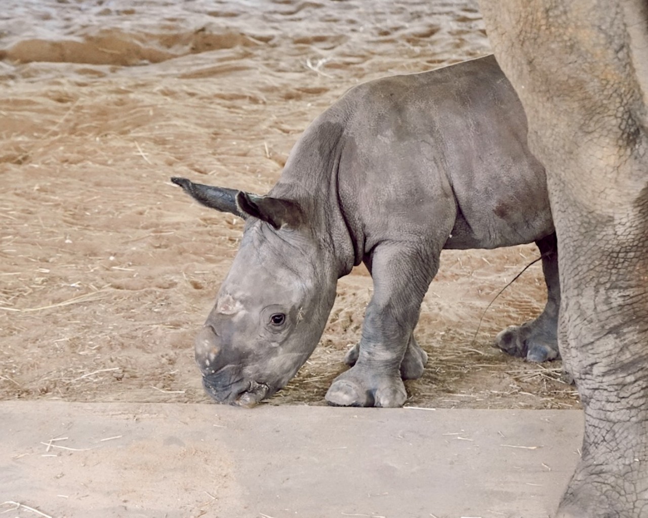 San Diego Zoo welcomes birth of adorable white rhino calf